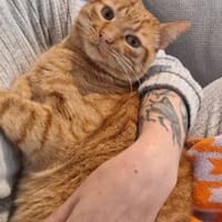 Garfield: gesellig intelligent verspielt, Kater zur Adoption