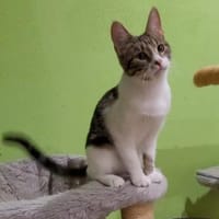 Liebe Zoia sucht behütetes Zuhause, Katze zur Adoption