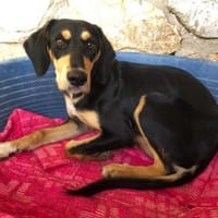 Liebe Soula sucht liebevolles Zuhause, Hündin zur Adoption