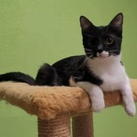 Piratin Anne Bonny sucht sicheren Hafen, Katze zur Adoption
