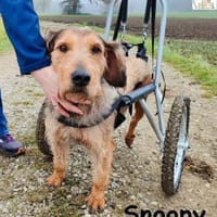 Rollt Snoopy ins Hundeglück?, Hund zur Adoption