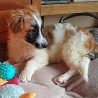Quando- auf PS in 92348 Berg, Hund zur Adoption