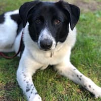 Ella, 9 Monate, 60 cm, 28 kg, Hündin zur Adoption