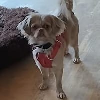 Chleo durfte nicht bleiben, Hündin zur Adoption