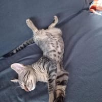 💙 Louis sucht sein Für-Immer-Zuhause 🐾, Kater zur Adoption