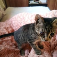 Mikeschsucht sein Zuhause, Kater zur Adoption