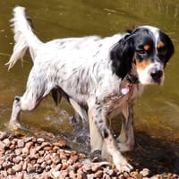 Ben - aktives Zuhause gesucht, Hund zur Adoption