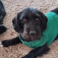 Zuhause gesucht für Mino 🐾, Hund zur Adoption