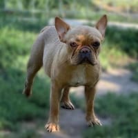 Ich heiße Natascha ... mit Video, Hündin zur Adoption