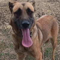 Liebenswerte Mira sucht euch, Hündin zur Adoption