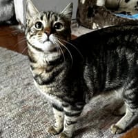 Momo - Ein Traum Kätzchen, Katze zur Adoption