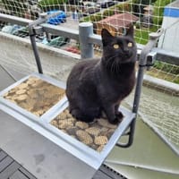 Lackfellchen Nia sucht ihre Familie, Katze zur Adoption