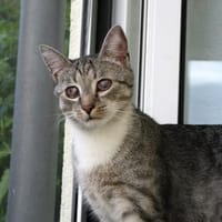 Moody -1 Jahr- FelV+ -Blind- verspielt, Kater zur Adoption