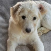 süße Mona ❤ sucht ihre Menschen, Hündin zur Adoption