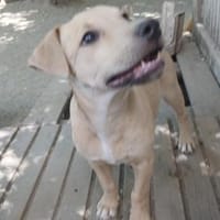 Keni ist ein süßer kleiner Kerl, Hund zur Adoption