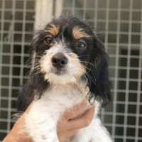 Kong hofft auf eigene Familie, Hund zur Adoption