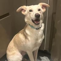 Wird Gas Ihr neues Familienmitglied?, Hund zur Adoption