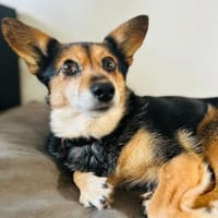 Mia zarte Seele sucht Zuhause, Hündin zur Adoption