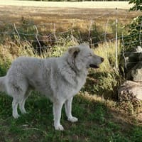 Toshi auf Pflege in Brandenburg, Hund zur Adoption