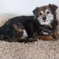 Sisi 40 cm (Pflegestelle), Hündin zur Adoption