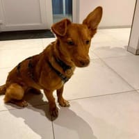 Wundervolle Kathi sucht ihre Menschen, Hündin zur Adoption