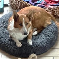 Pico auf PS in Traunreut, Hund zur Adoption