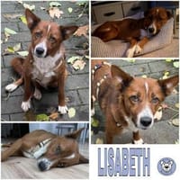 LISABETH -toller Familienhund-, Hündin zur Adoption