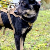 Toller Junghund Cooper 10 Monate jung, Hund zur Adoption