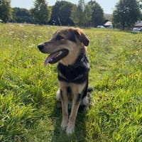 MOJO - freundlich, offen und recht aktiv, Hund zur Adoption