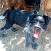 Elza möchte ihre Koffer packen, Hündin zur Adoption