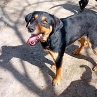 Roki möchte seine Koffer packen, Hund zur Adoption