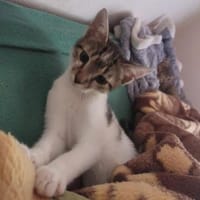 Tarzan sucht seine Menschen ❤, Kater zur Adoption