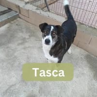 TASCA, w., kastr., Mischling, ca. 65 cm, Hündin zur Adoption