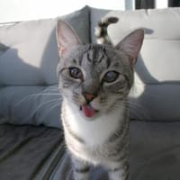 Fury - 1 Jahr alt- Blind -FelV+verspielt, Kater zur Adoption