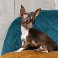 Alex-winziges Herzauf vier 🐾, Hund zur Adoption