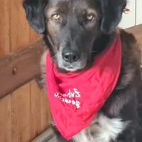 Isla- Ruhige Hündin mit sanftem Wesen..., Hündin zur Adoption