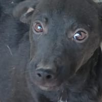 Black 💛💛💛 Lieb und anhänglich, Hund zur Adoption