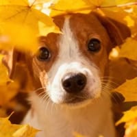 Milo 💚💚💚 Süßes Hundekind, Hund zur Adoption
