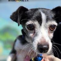 Eddie auf Pflegestelle in Borken, Hund zur Adoption