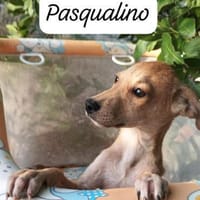 Pasqualino 🍀🍀🍀 ist ein kleiner Knirps, Hund zur Adoption