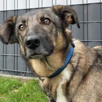 Zauberhafte Lila, Hündin zur Adoption