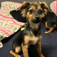 Geben Sie Puntino Sicherheit?, Hund zur Adoption