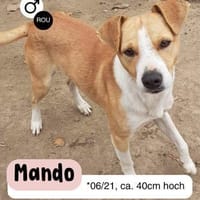 MANDO- kleiner Hund, großes Herz, Hund zur Adoption
