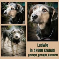 Ludwigsucht eine liebe Familie❤, Hund zur Adoption