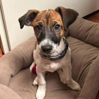 PADU - 7 aus dem Fischernetz, Hund zur Adoption