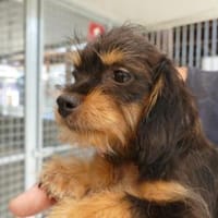 Kleinbleibende Kimberley sucht Zuhause, Hündin zur Adoption