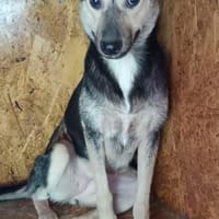 Noya ist ein zartes Seelchen 🐾, Hündin zur Adoption