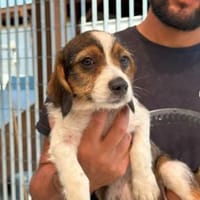 Kleinbleibende Kelly sucht ihre Chance, Hündin zur Adoption