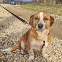 Dackel Jürgen ist selbstbewußt und lieb, Hund zur Adoption