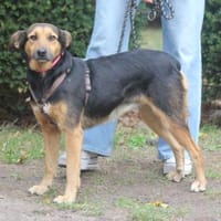 Valeska eignet sich als Familienhund, Hündin zur Adoption